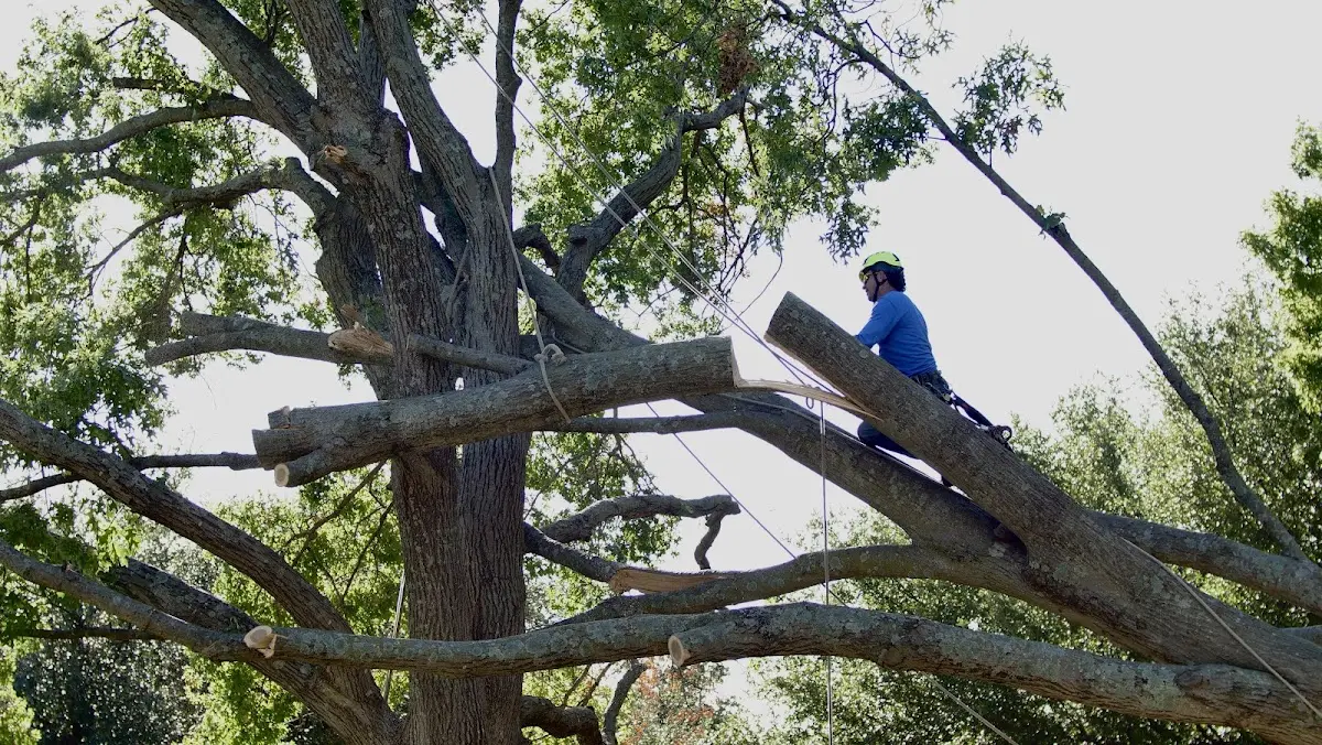Professional Crown Thinning performed by certified arborists in Wever